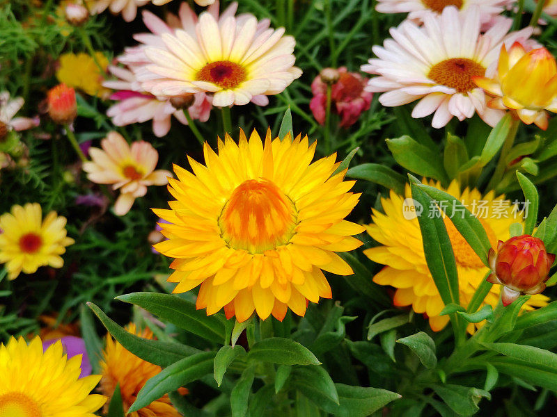 Xerochrysum bracteatum